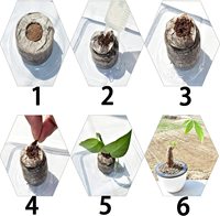 Bouchons de sol pour démarreur d'graines de jardin, racines de 36mm, faciles à transporter, granulés de pir, pour l'intérieur