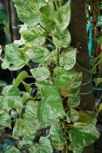 โพร์โธสสีทองพรีเมียม: ผู้จัดจำหน่ายต้นเอพิพรีมนัม ออเรียม แบบเลื้อยสำหรับปลูกในร่ม ที่เติบโตเร็ว - Product Image 2