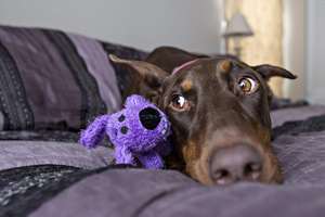 2023 nuovo arriva Custom Brand Multicolor pet International Original <span class=keywords><strong>Loofa</strong></span> <span class=keywords><strong>Dog</strong></span> Mini giocattolo per cani da 6 pollici con il tuo Logo - Product Image 4