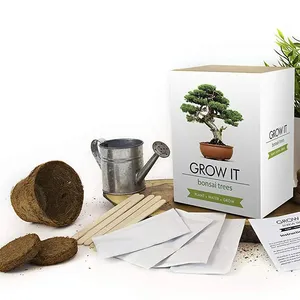 Plante en pot exportation famille boîte-cadeau bureau bureau décoration Art créatif en gros