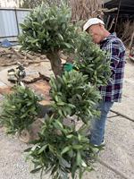 Arbre d'olivier artificiel en soie forgé, haut de gamme, personnalisé, de 1,8 m, pour décoration au sol, qualité supérieure, Pâques