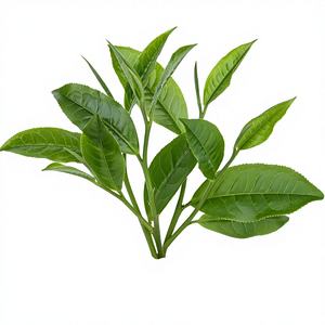 Высококачественный порошок экстракта листьев камелии синенсиса 10:1, водорастворимый, пищевой - Product Image 2