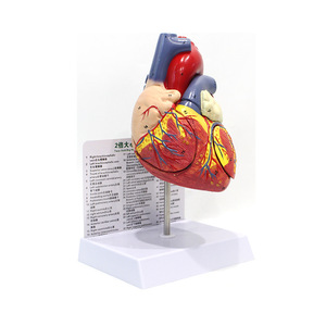 Modèle d'anatomie du cœur humain à grossissement 2x Vic Education, modèle médical d'anatomie du cœur humain à grossissement - Product Image 5