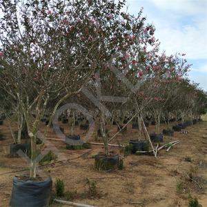 HOKBG anti-uv azienda agricola all'aperto ad alta resistenza 45 50 60 200 gallone grande PP tessuto piante nere da giardino per grape mirto - Product Image 4