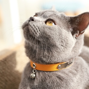 thin cat collar