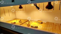 Enclos en PVC pour reptiles, habitat isolé thermostatique pour python ball pythons, dragons barbus, lézards, respectueux de l'environnement