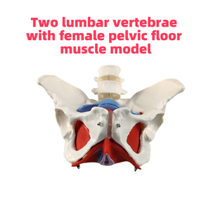 Alat pengajaran dua vertebra dengan panggul wanita dan lantai panggul Model Organ otot dan lantai panggul - Product Image 2