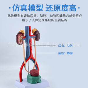 Modèle du système urinaire humain : anatomie de l'urétére, de la vessie, de l'urètre et du rein ; modèle du système reproducteur médical (3D). - Product Image 5