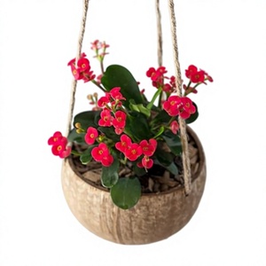 กระถางต้นไม้ทำจากกะลามะพร้าวย่อยสลายได้ตามธรรมชาติจากเวียดนาม Eco2go - Product Image 1