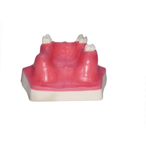 Modèle d'implant dentaire pour <span class=keywords><strong>la</strong></span> pratique <span class=keywords><strong>de</strong></span> <span class=keywords><strong>la</strong></span> préparation dentaire, <span class=keywords><strong>la</strong></span> démonstration, <span class=keywords><strong>la</strong></span> formation et <span class=keywords><strong>la</strong></span> simulation, modèle dentaire pour le lifting du sinus maxillaire - Product Image 5