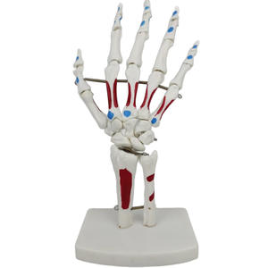 Modelo de Mano Humana con Articulaciones, Músculos <span class=keywords><strong>y</strong></span> <span class=keywords><strong>Huesos</strong></span> (Ulna <span class=keywords><strong>y</strong></span> Radio) a Tamaño Real para Entrenamiento Médico en Escuelas de Medicina - Product Image 2