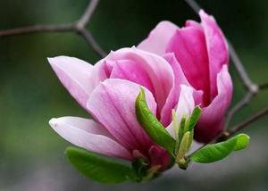 उच्च गुणवत्ता <span class=keywords><strong>Flos</strong></span> <span class=keywords><strong>Magnoliae</strong></span> निकालने पाउडर/मैगनोलिया फूल निकालने