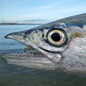 Top Right FY101 mouche d'eau salée, pêche mouches banderole saumon rayé <span class=keywords><strong>brochet</strong></span> truite Simulation mouches <span class=keywords><strong>leurre</strong></span> - Product Image 6