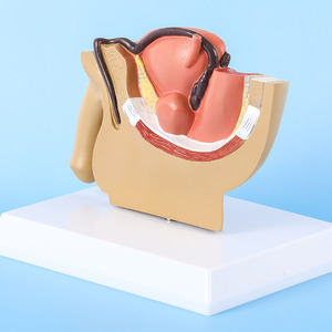 Modelo de anatomía humana de pelvis de tamaño real SCIEDU, sistema urogenital de 5 partes con sección de próstata y testículos, PVC - Product Image 2