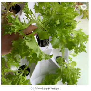 One one Smart Big 48 Sitios de plantación Vertical Hidropónico Sistema de cultivo Kits Piña <span class=keywords><strong>Torre</strong></span> aeropónica - Product Image 5