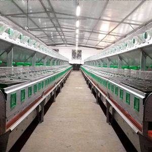 กรงเลี้ยงกระต่ายแบบสองชั้น36ชั้นสำหรับ<span class=keywords><strong>ฟาร์ม</strong></span><span class=keywords><strong>กระต่าย</strong></span><span class=keywords><strong>เนื้อ</strong></span> - Product Image 6