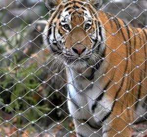 Zoo <span class=keywords><strong>Cage</strong></span> À Oiseaux Protection En Acier Inoxydable Câble Maille Filet Tissé Tressé Câble Maille Fil Flexible pour Les Ventes - Product Image 3