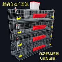 Cage d'élevage surélevée pour cailles et perdrix, avec système de nettoyage automatique du fumier, pour élevages avicoles