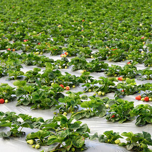 Film de paillage biodégradable à prix abordable pour légumes/fruits - Product Image 5