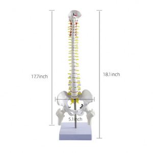 Wholesale 45cm Medical <strong>Science</strong> Surgical Spine Anatomy Structure <strong>Model</strong> - Product Image 4