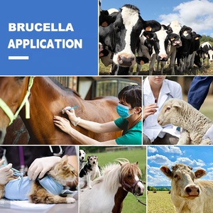 LANGESTERRIBE Rinder-Brucellose-Antikörper-Schnelltest-Brucellokartenset - Product Image 6