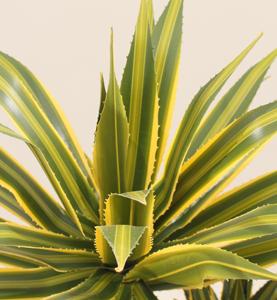 Plantas Artificiales JWS4084, Impermeables y Ecológicas, <span class=keywords><strong>Agave</strong></span> de Doble Cabeza, Bonsái para Decoración de Interiores/Exteriores, Bodas y Fiestas - Product Image 3