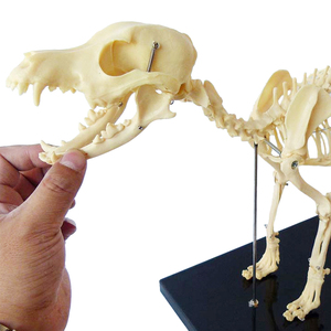 Modelo de <span class=keywords><strong>Esqueleto</strong></span> de Perro Pequeño, Modelo Anatómico de <span class=keywords><strong>Esqueleto</strong></span> Animal, Modelo Anatómico Médico de <span class=keywords><strong>Esqueleto</strong></span> <span class=keywords><strong>Canino</strong></span> - Product Image 2