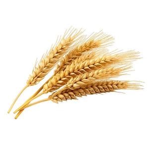 Blé Séché Biologique Premium en Vrac Qualité Alimentaire Non-OGM Riche en Protéines Fourniture en Gros pour la Boulangerie Commerciale et l'Exportation de Pâtes - Product Image 5