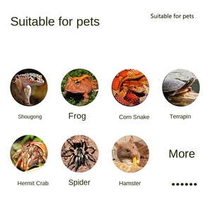 Wholesale Reptile Terrarium Acrylic Terrarium Cage Horned Frog <strong>Snake</strong> Cage Turtle Tank Anti - Escape Reptile <strong>Enclosure</strong> Box