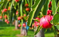 Hoge Voeding Tropische Vruchten Zoete Smaak Lage Vetten Rijk Aan Antioxidanten Rode Draak Vruchten Gele Draak Vruchten