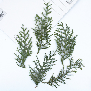 Hojas de Arborvitae Chinas Secas y Prensadas, Follaje Natural de Platycladus <span class=keywords><strong>Orientalis</strong></span> y <span class=keywords><strong>Thuja</strong></span> para Manualidades con Resina, Decoración del Hogar - Product Image 3