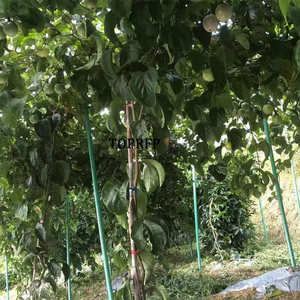 Factory Direct Sales UV Plutruded Fiberglass Vineyard Pole Stakes, Grp Fiberglass Stakes Poles for Nursery Support - Product Image 2