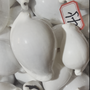 Wholesale Bulk Natural <strong>Shell</strong> Calpurnus Verrucosus Colorful Seashell for Gift Home Decoration - Product Image 5