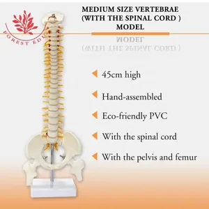 Modelo <span class=keywords><strong>de</strong></span> columna vertebral, entrenamiento <span class=keywords><strong>de</strong></span> rehabilitación anatómica, <span class=keywords><strong>postura</strong></span> sentada, 45cm, modelo <span class=keywords><strong>de</strong></span> columna vertebral médica humana <span class=keywords><strong>de</strong></span> plástico - Product Image 6