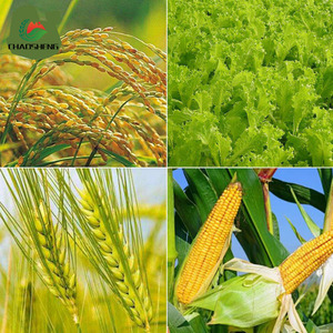 Acaricida de Nueva Generación Cyetpyrafen 30% SC para el Tratamiento de Ácaros Arañeros Resistentes en Flores, Precio de Fábrica - Product Image 4