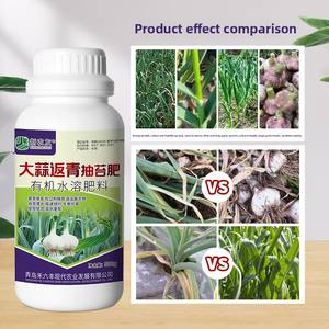 <span class=keywords><strong>Engrais</strong></span> liquide foliaire spécial pour l'ail, favorise la germination verte, augmente la taille des bulbes et améliore le rendement grâce aux acides aminés - Product Image 2