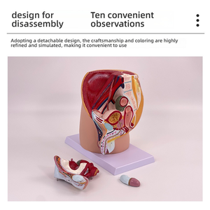 Section sagittale pelvienne masculine en 4 parties Mannequin en PVC Modèle d'anatomie du système reproducteur féminin en 3 parties pour l'éducation médicale - Product Image 5