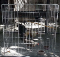 Cage à coq galvanisée/revêtue de PVC | Poulailler robuste pour l'élevage commercial de volailles