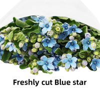 Bunga Potong Segar Yunnan Blue Star Flower Grosir Tweedia Oxypetalum untuk Buket Pernikahan, Rangkaian Bunga, OEM