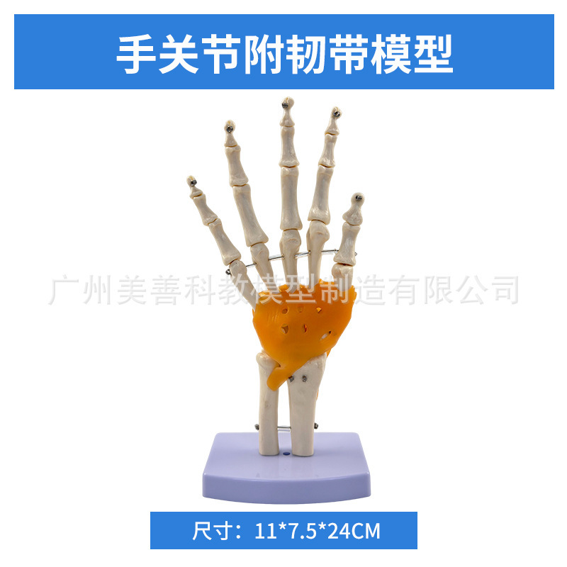 The hand joints have ligaments