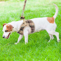 Harnais pour chien réversible et rembourré en fibre, avec logo personnalisé, design floral, gilet à pointes