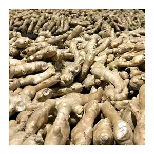 High quality Dry Ginger Professional export Fresh Clean ginger for wholesale 2023 newest crop Shipped within a week