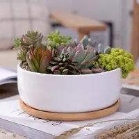 Neues Design Sukkulenter Pflanzer Holz Mini Pflanzen Set Kleine Niedrige Schüssel Chinesische Perfekte Schildkröte Garten Blumentopf Keramik Weiß