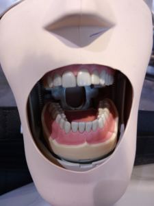 Modèle de dent Standard d'usine avec 28 dents modèle de fausses dents pratiques pour la démonstration d'enseignement - Product Image 5