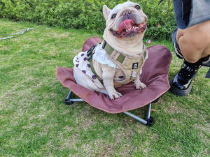 Luxurious Modern Portable <strong>Dog</strong> <strong>Bed</strong> Waterproof Cat Mat for Travel Camping Square Foldable Outdoor <strong>Bed</strong> <strong>Fashionable</strong> Cartoon Style - Product Image 4