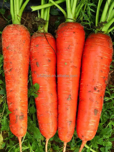 Carottes fraîches biologiques <span class=keywords><strong>de</strong></span> l'usine <span class=keywords><strong>de</strong></span> Chine fabricant utilisé pour <span class=keywords><strong>la</strong></span> <span class=keywords><strong>culture</strong></span> des aliments - Product Image 2
