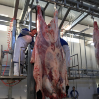 Dénudeur de peau de bétail à cadre en acier inoxydable, équipement automatique de dépecage pour ligne d'abattage de bovins en abattoir