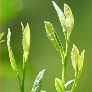 Té Tieguanyin de Aroma Intenso, Fermentado, Nuevo, Saludable, Tostado Intenso, Duradero, en Caja a Granel, en Bolsas - Product Image 6