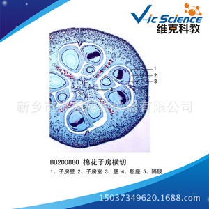 [Source Manufacturer] Cotton Ovary Cross Section Biological Tissue - Plant Flowers and Flower Growth - For <b>Microscopic</b> Use - Product Image 5