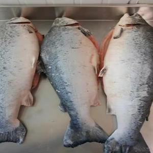 <span class=keywords><strong>Salmone</strong></span> dell'Atlantico Congelato HG - Product Image 1